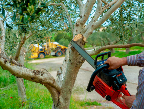 Best Tree Stump Removal  in USA